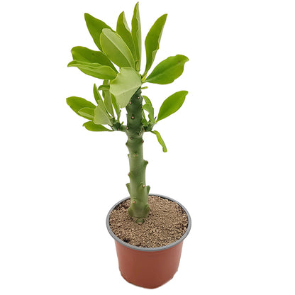 Euphorbia succulenta (Monadenium stapelioides) - Sukkulente mit Charme