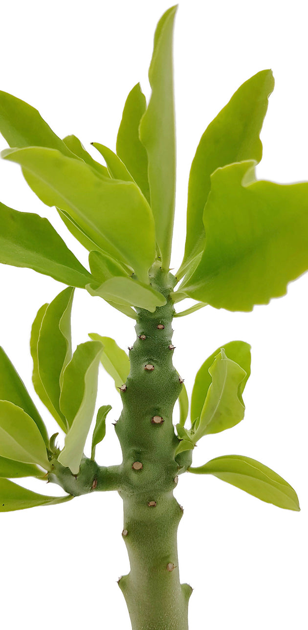 Euphorbia succulenta (Monadenium stapelioides) - Sukkulente mit Charme