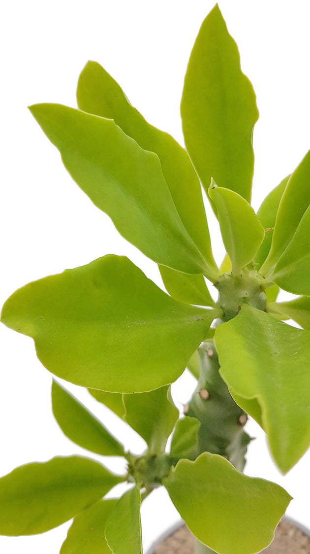 Euphorbia succulenta (Monadenium stapelioides) - Sukkulente mit Charme