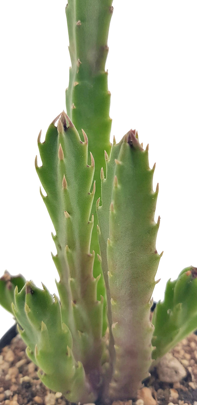 Stapelia hirsuta - Aasblume