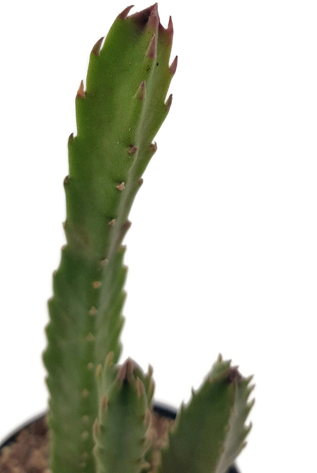 Stapelia hirsuta - Aasblume