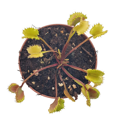 Dionaea muscipula &quot;Blizz&quot; - Venusfliegenfalle