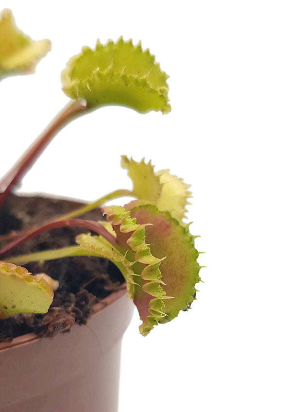 Dionaea muscipula &quot;Blizz&quot; - Venusfliegenfalle