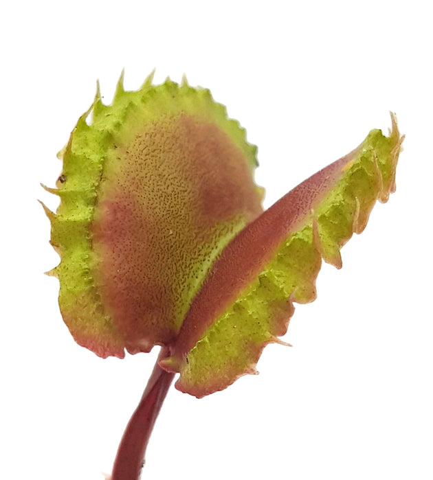 Dionaea muscipula &quot;Blizz&quot; - Venusfliegenfalle