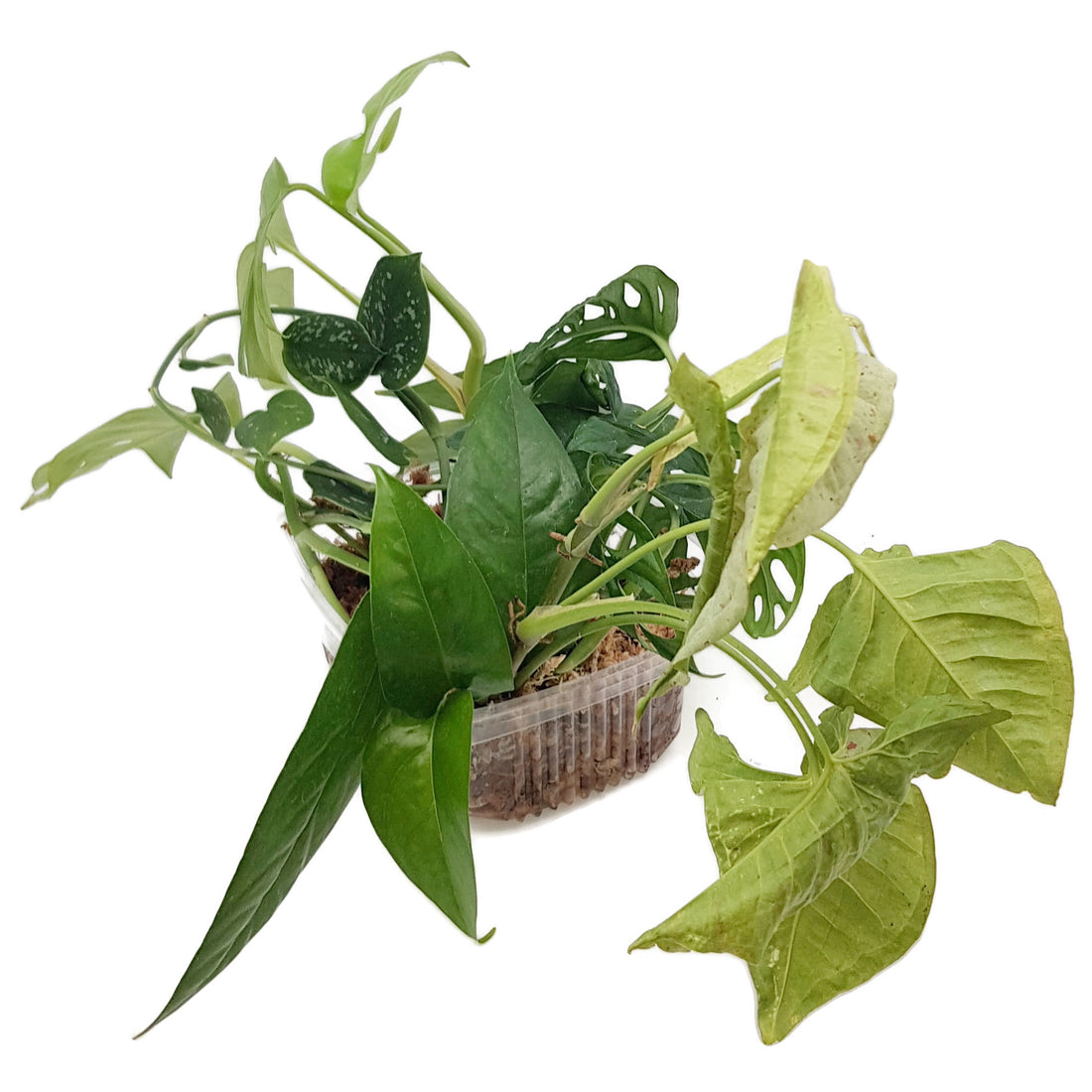 Jungle Start Box