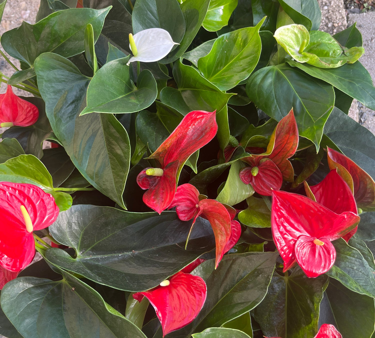 Anthurium Set - rote &amp; weiße Flamingoblume