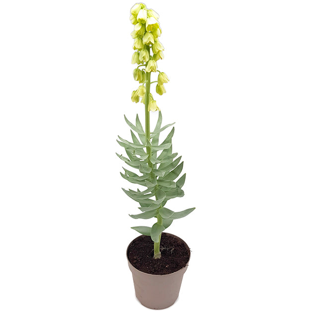 Fritillaria persica &