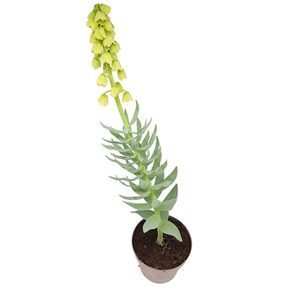Fritillaria persica &