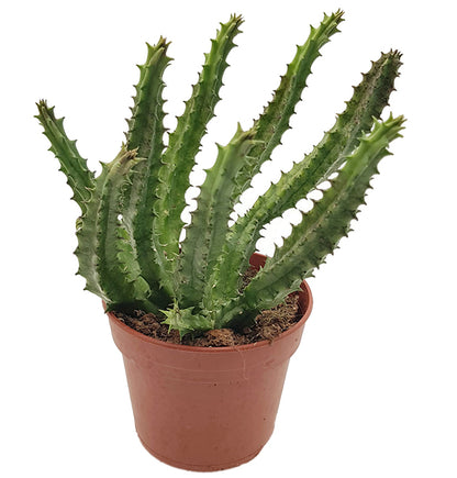 Stapelia Huernia macrocarpa - Aasblume