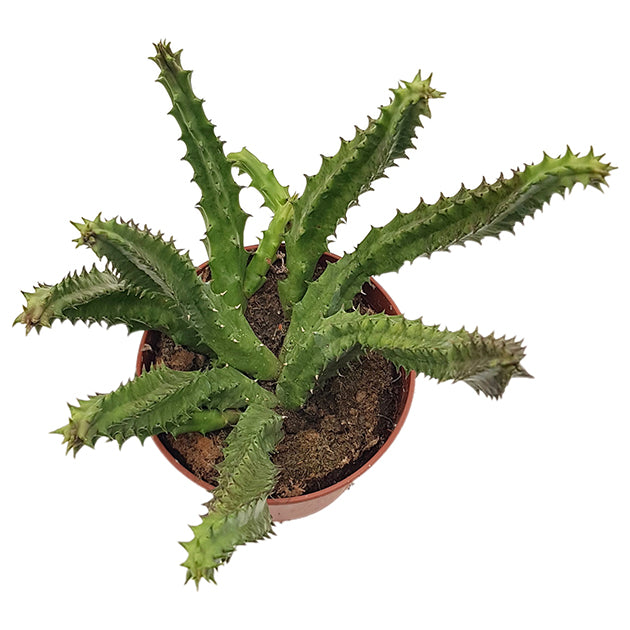 Stapelia Huernia macrocarpa - Aasblume