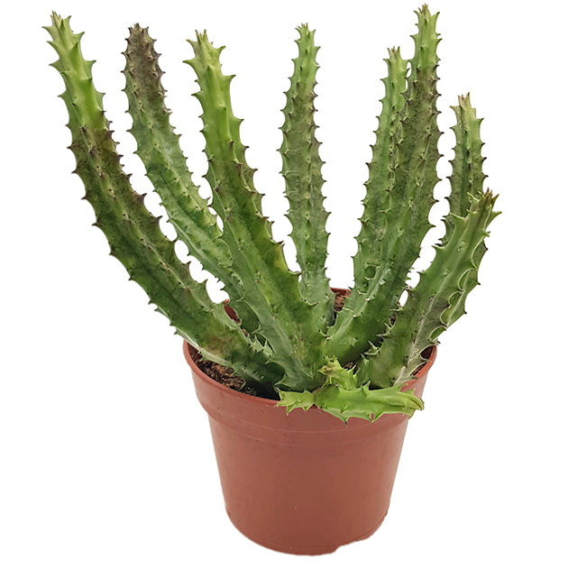 Stapelia Huernia macrocarpa - Aasblume