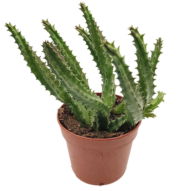 Stapelia Huernia macrocarpa - Aasblume