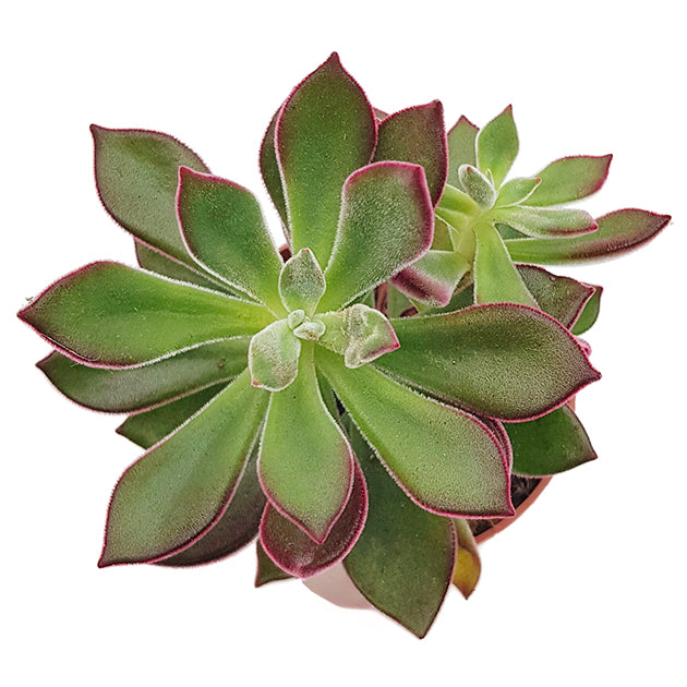 Echeveria pulvinata &