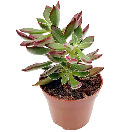 Echeveria pulvinata &