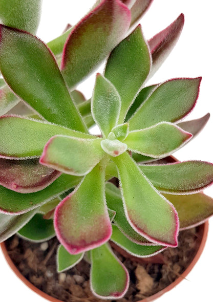 Echeveria pulvinata &