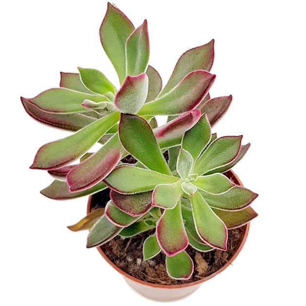 Echeveria pulvinata &