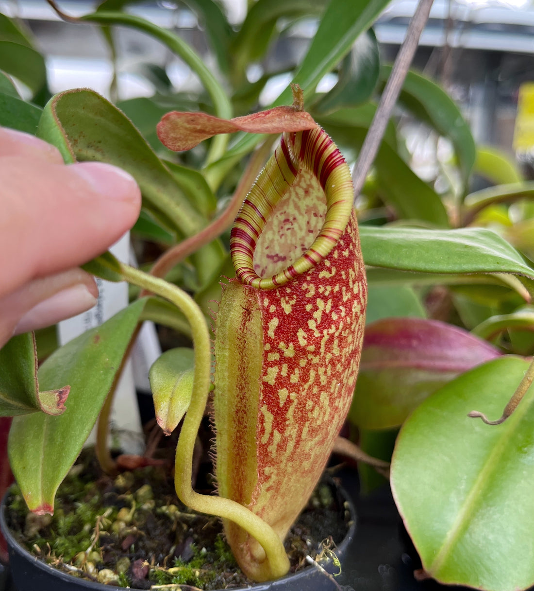 Nepenthes talangensis x spectabilis BE-4063