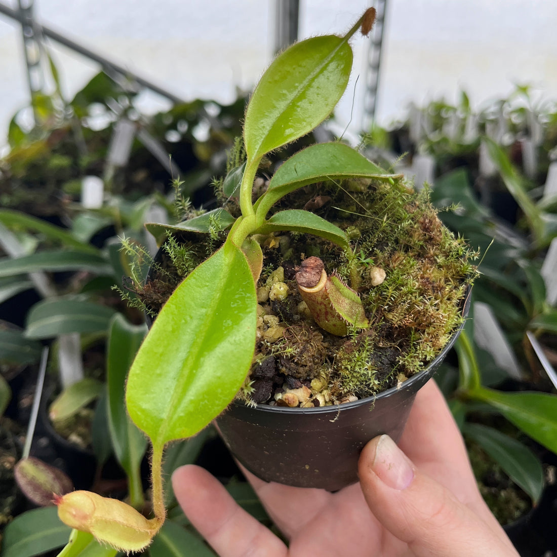 Nepenthes petiolata x veitchii BE-4047