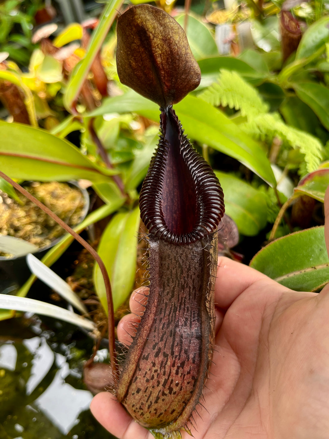 Nepenthes burkei x hamata BE-3747