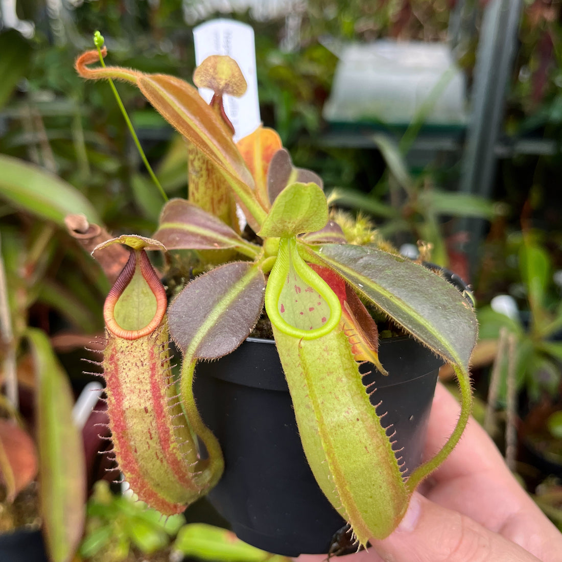 Nepenthes (mollis x veitchii) x maxima Wavy Leaf