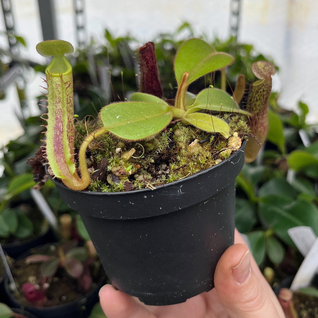 Nepenthes platychila BE-4065