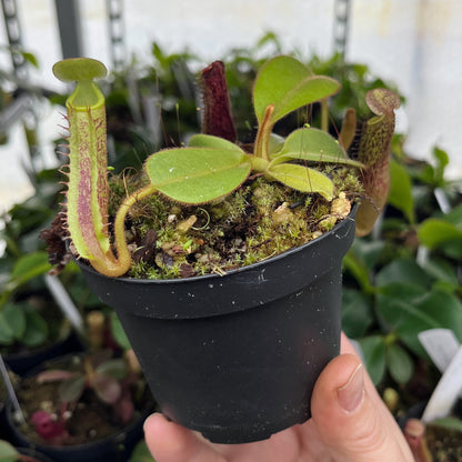 Nepenthes platychila BE-4065