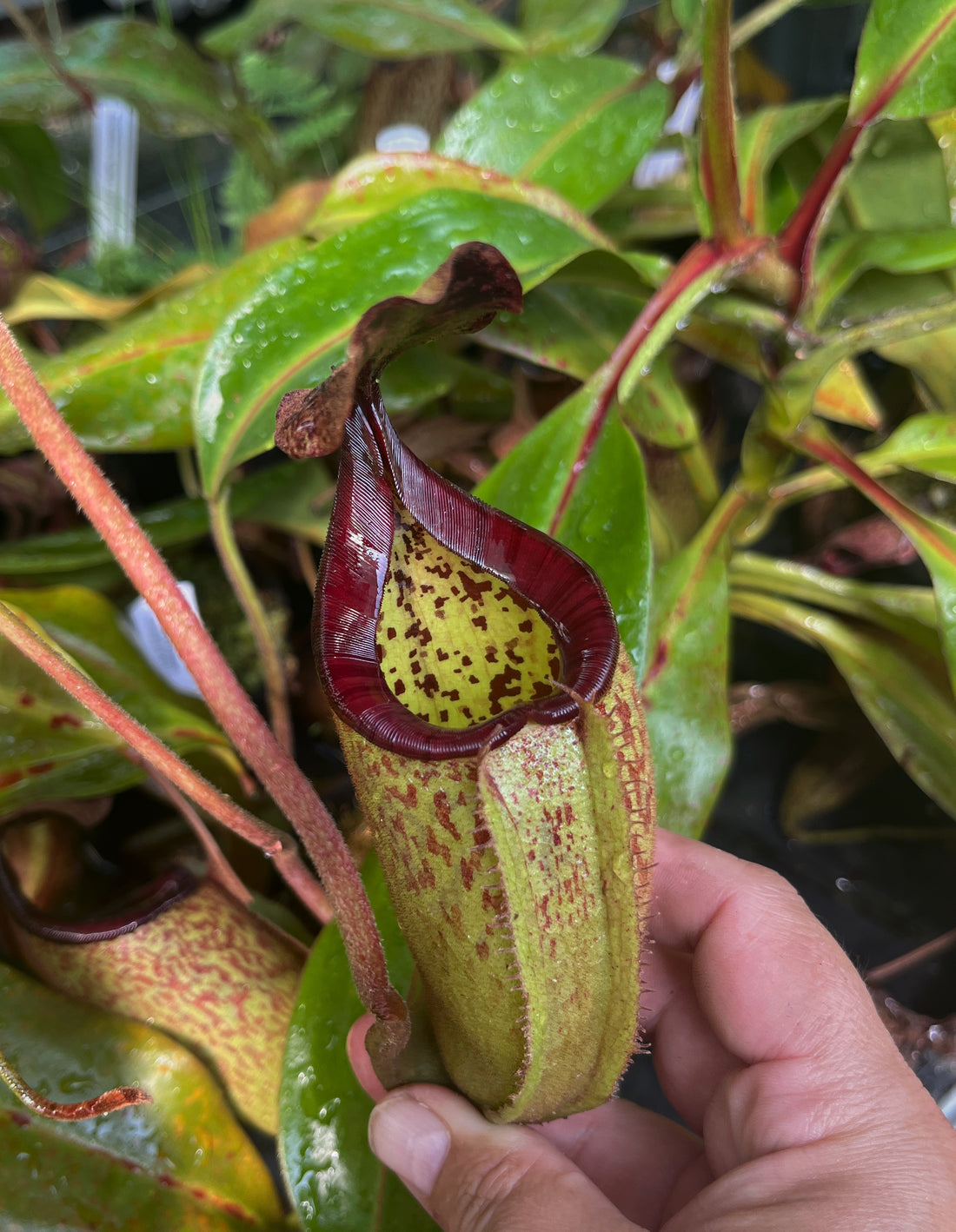 Nepenthes burbidgeae x (maxima x talangensis) BE-3764