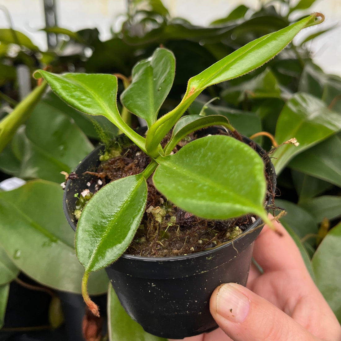 Nepenthes petiolata BE-3913
