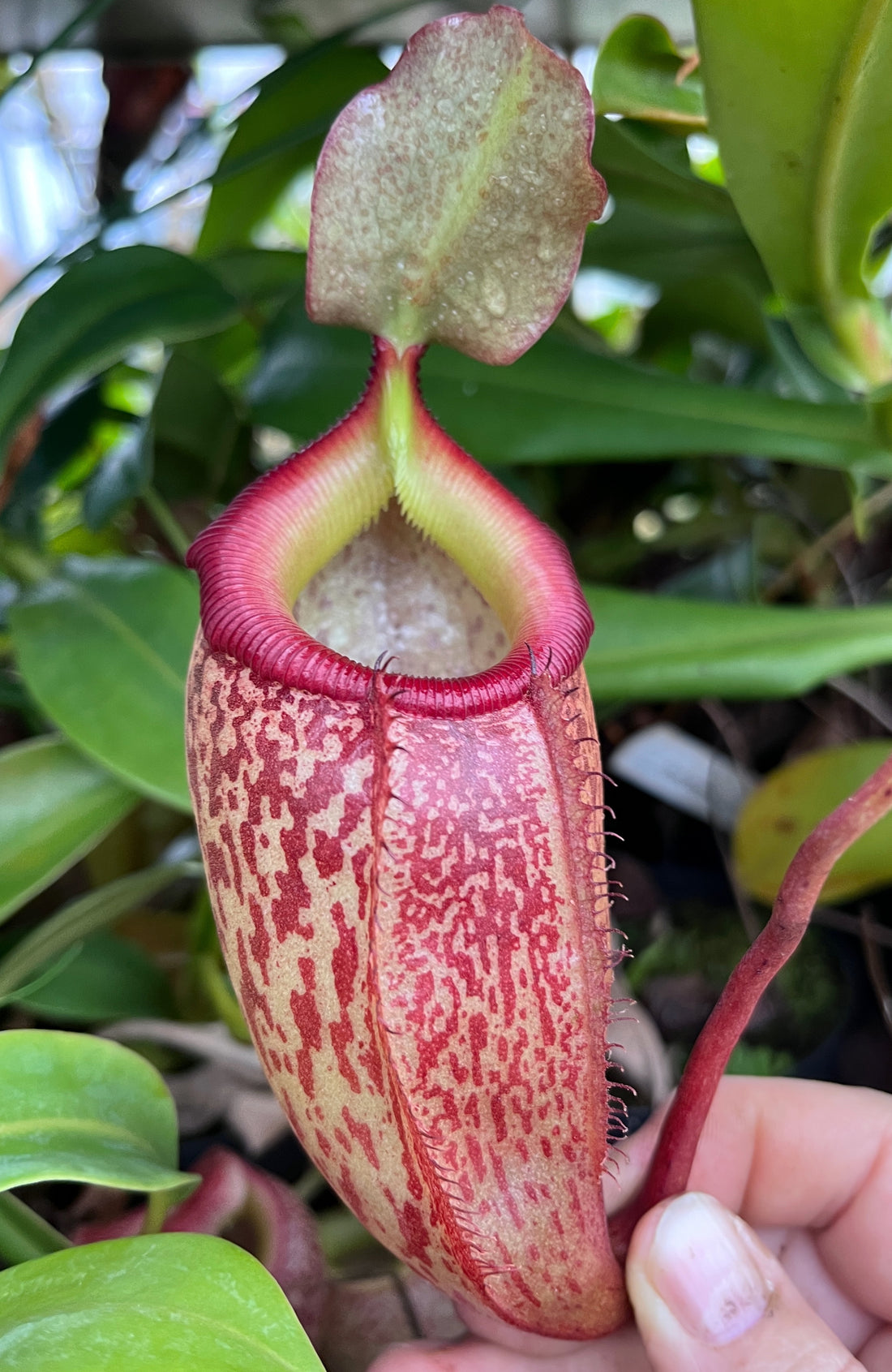 Nepenthes talangensis x sibuyanensis BE-3641