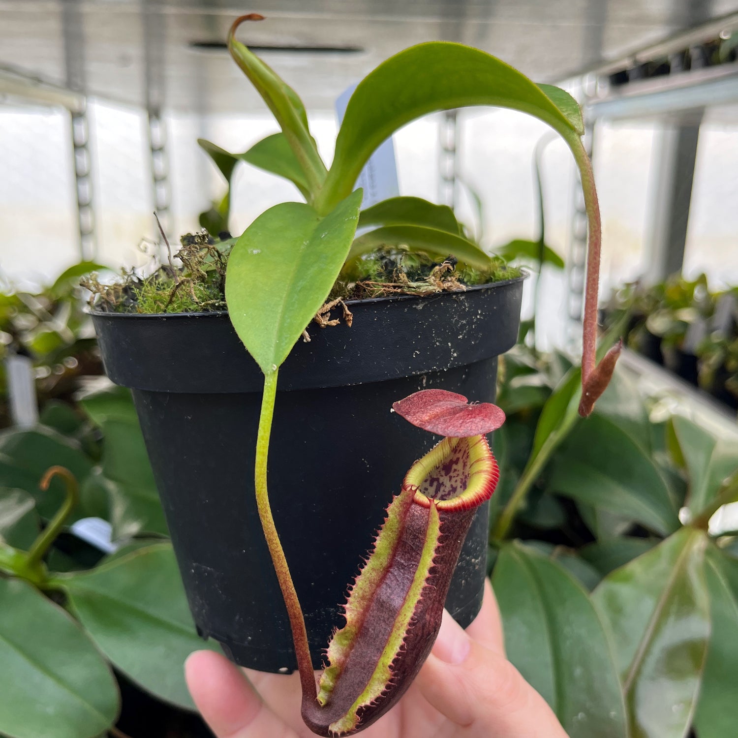 Nepenthes singalana x (burbidgeae x edwardsiana) BE-4558