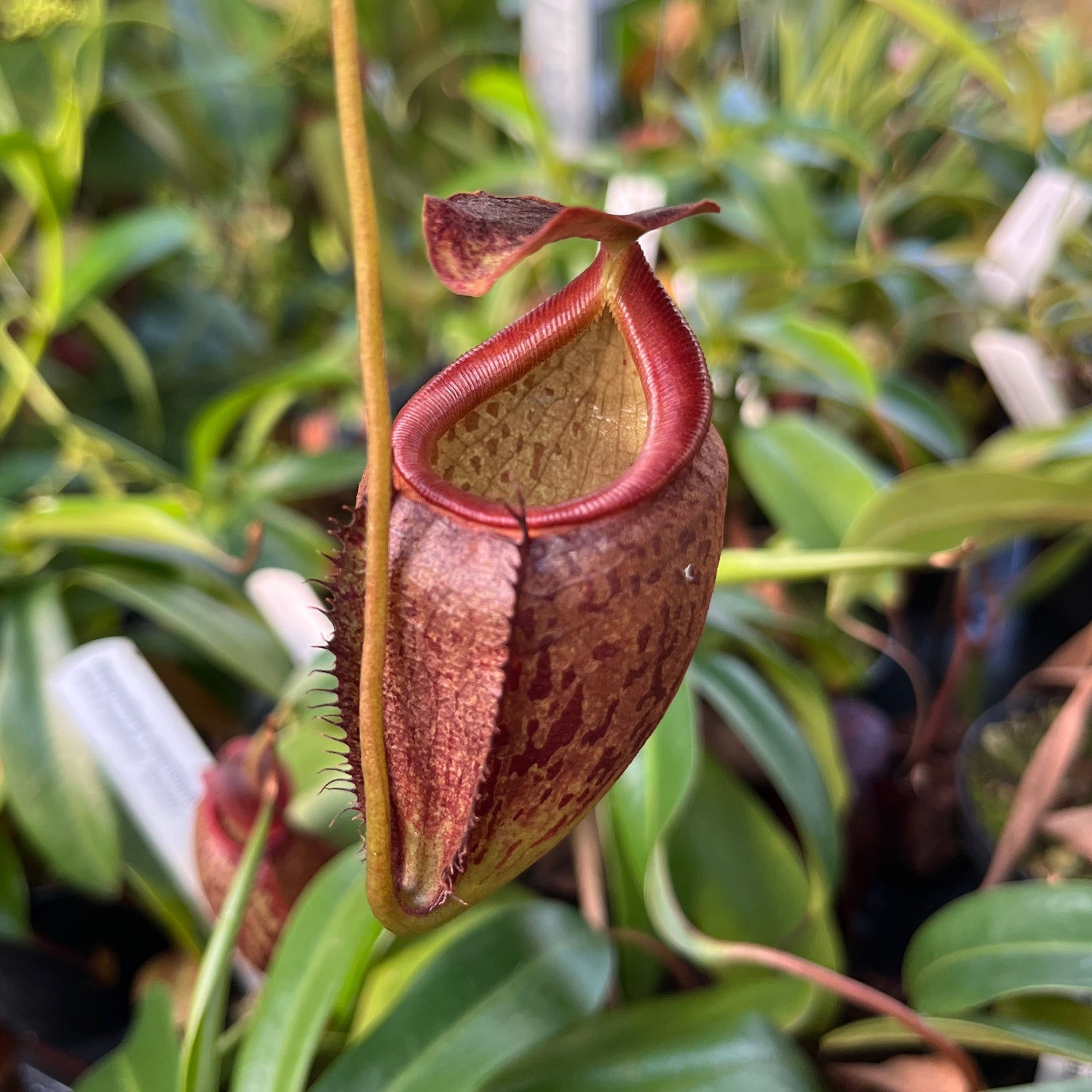 Nepenthes gymnamphora x tenuis BE-4069