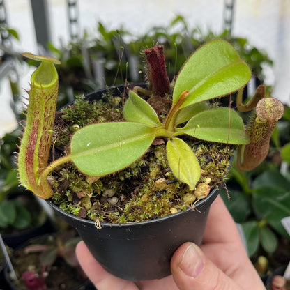Nepenthes platychila BE-4065