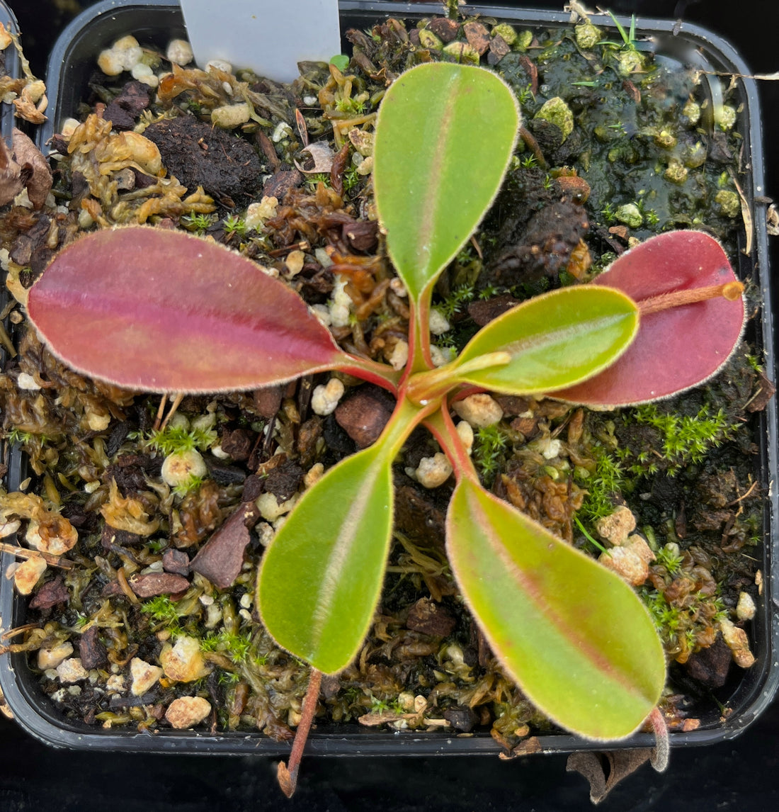 Nepenthes rajah x lowii BE-4502