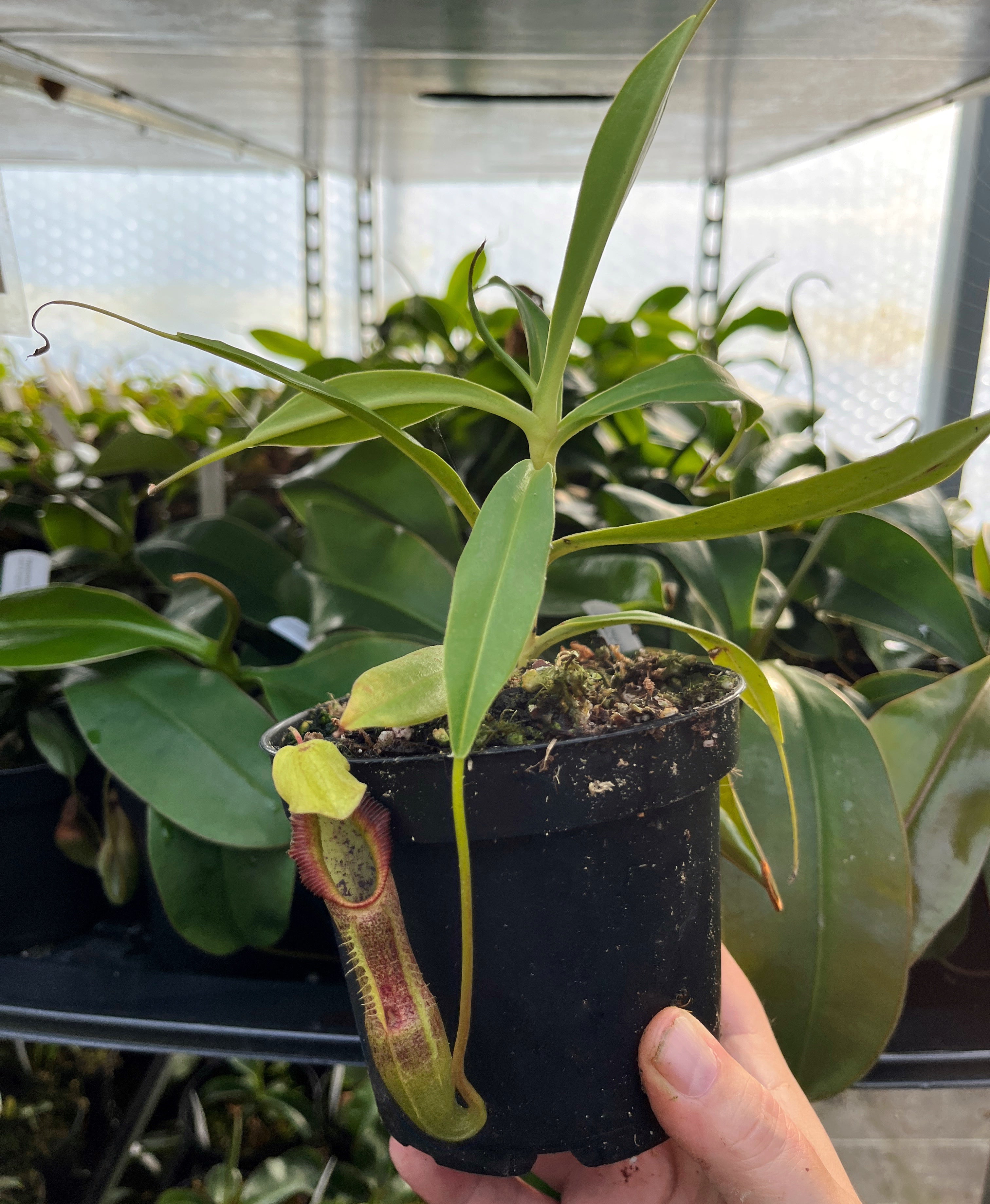 Nepenthes singalana BE-3170