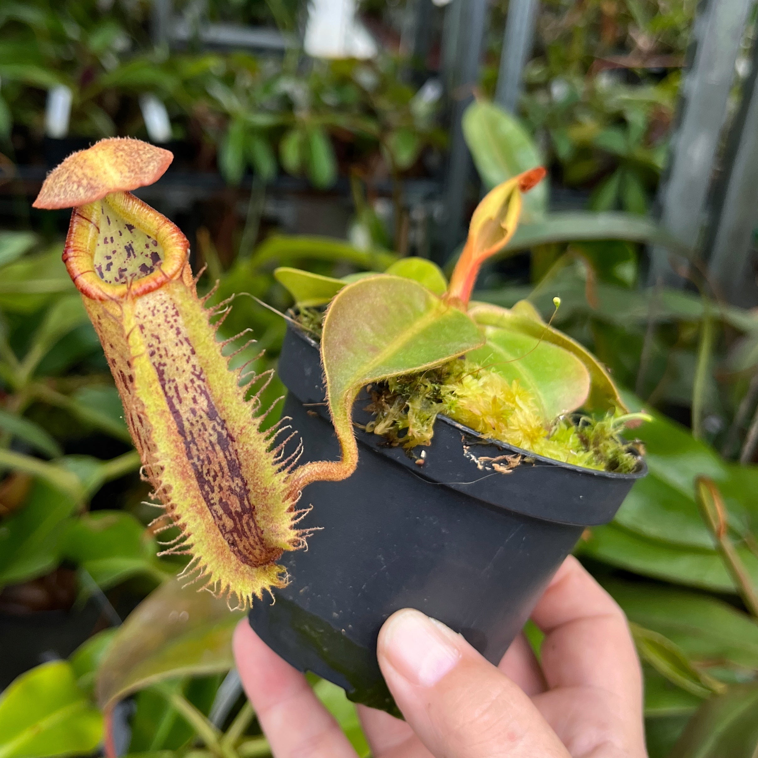 Nepenthes robcantleyi x platychila BE-4082