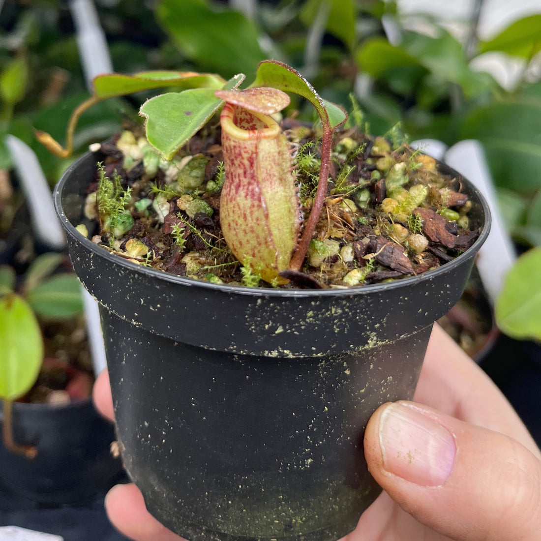 Nepenthes rajah x burbidgeae BE-4612