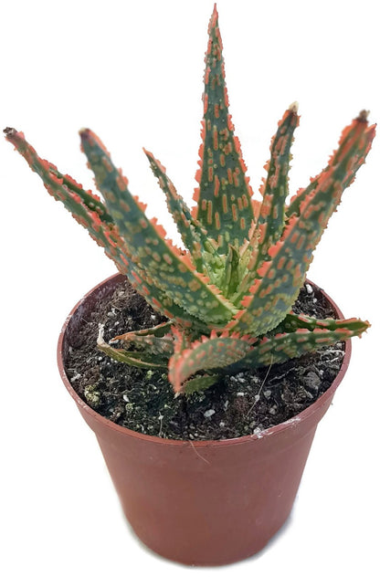 Aloe cv. Jeff Karsner