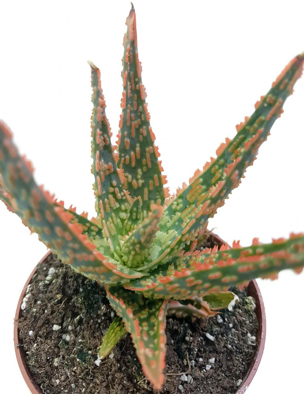 Aloe cv. Jeff Karsner