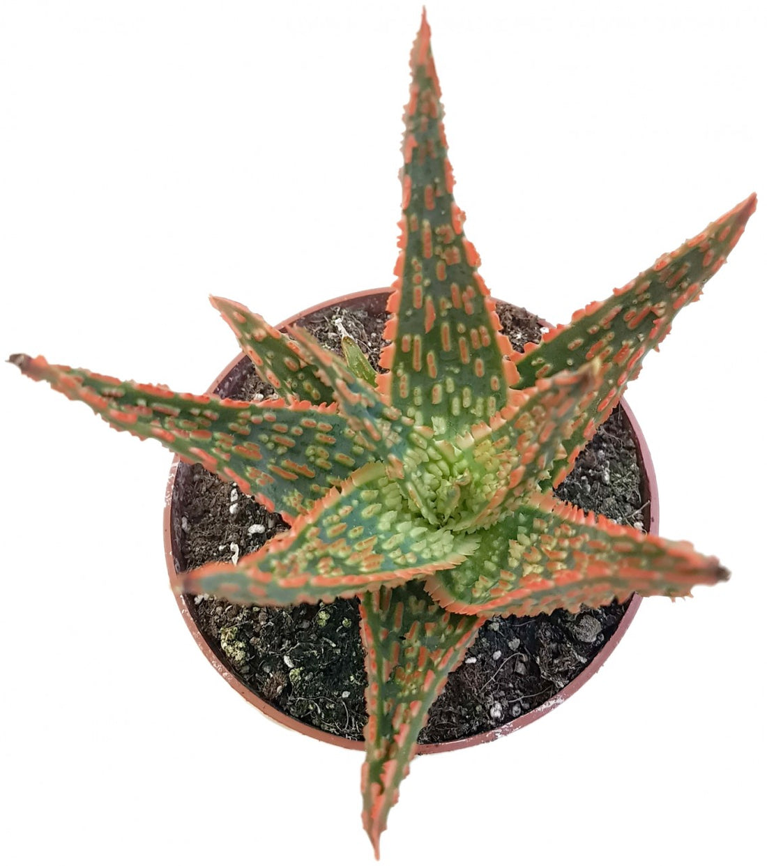 Aloe cv. Jeff Karsner