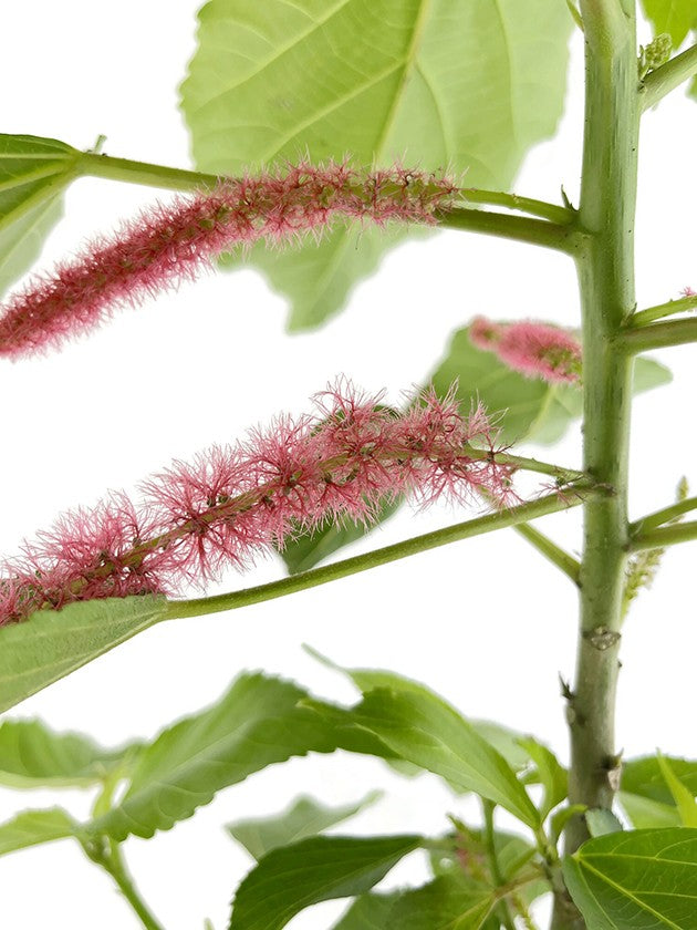 Acalypha hispida - Katzenschwänzchen