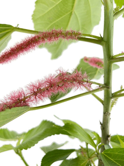 Acalypha hispida - Katzenschwänzchen