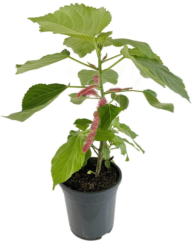 Acalypha hispida - Katzenschwänzchen