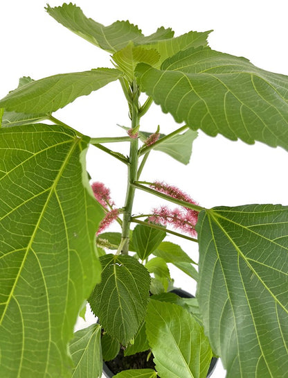 Acalypha hispida - Katzenschwänzchen