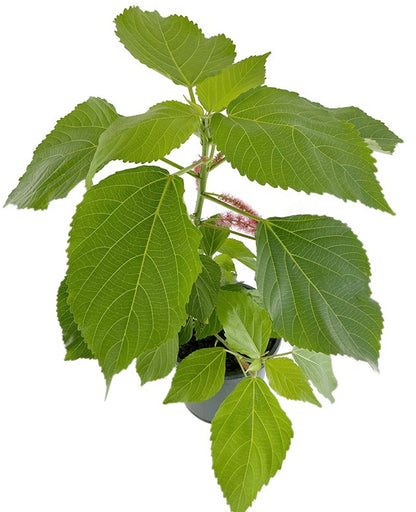 Acalypha hispida - Katzenschwänzchen