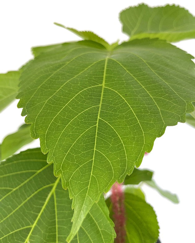 Acalypha hispida - Katzenschwänzchen