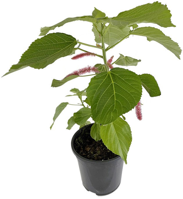 Acalypha hispida - Katzenschwänzchen