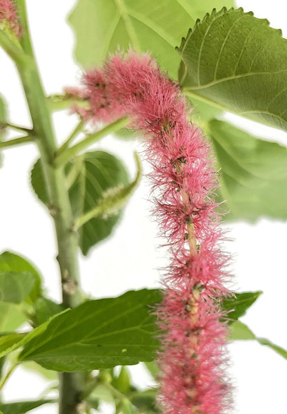 Acalypha hispida - Katzenschwänzchen