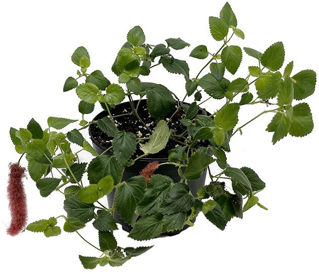 Acalypha reptans - hängender Katzenschwanz