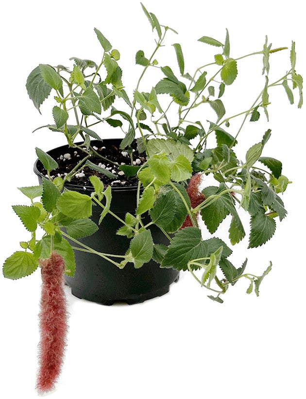 Acalypha reptans - hängender Katzenschwanz