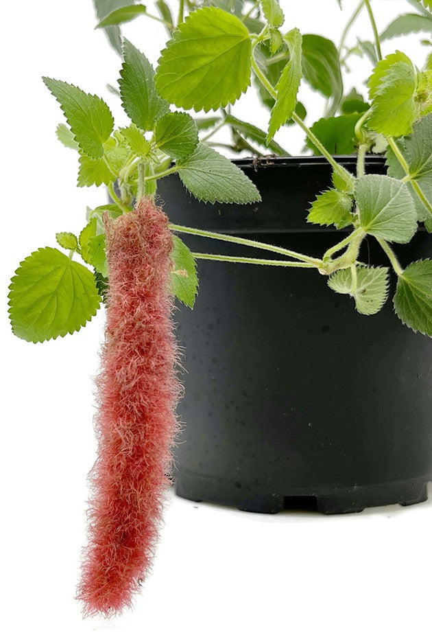 Acalypha reptans - hängender Katzenschwanz